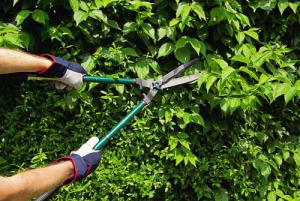 Mantenimiento de jardines